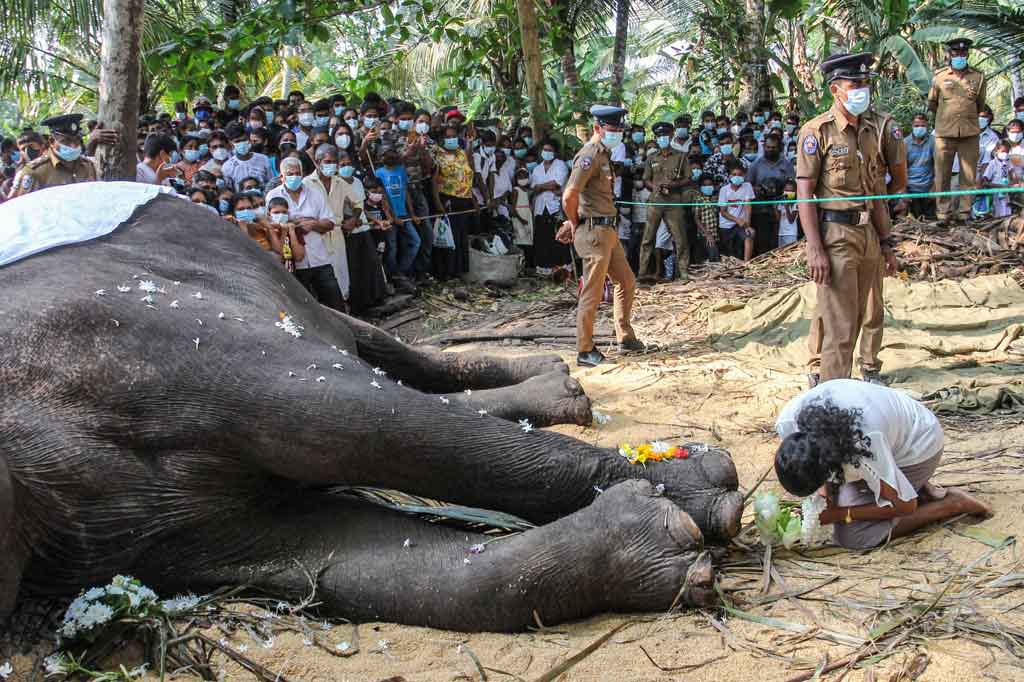 Presiden Gotabaya Rajapaksa memutuskan bahwa hewan itu dinyatakan sebagai harta nasional dan memerintahkan agar jenazahnya dilestarikan agar bisa disaksikan oleh generasi mendatang.
