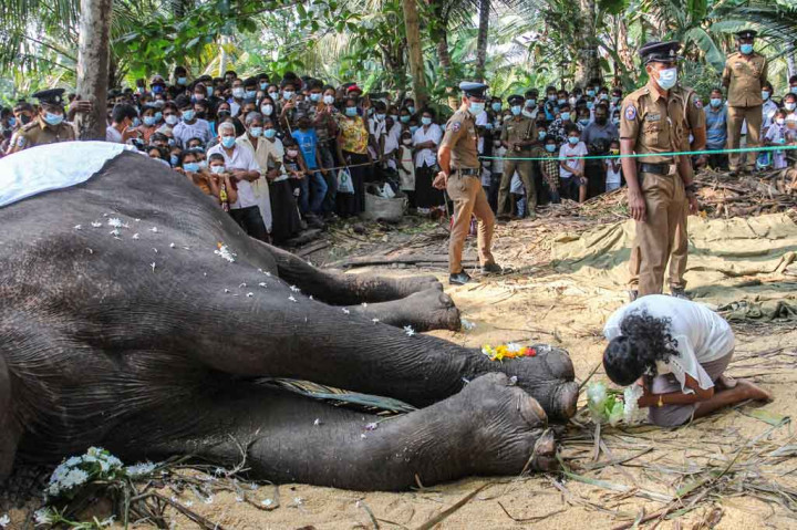 Presiden Gotabaya Rajapaksa memutuskan bahwa hewan itu dinyatakan sebagai harta nasional dan memerintahkan agar jenazahnya dilestarikan agar bisa disaksikan oleh generasi mendatang.