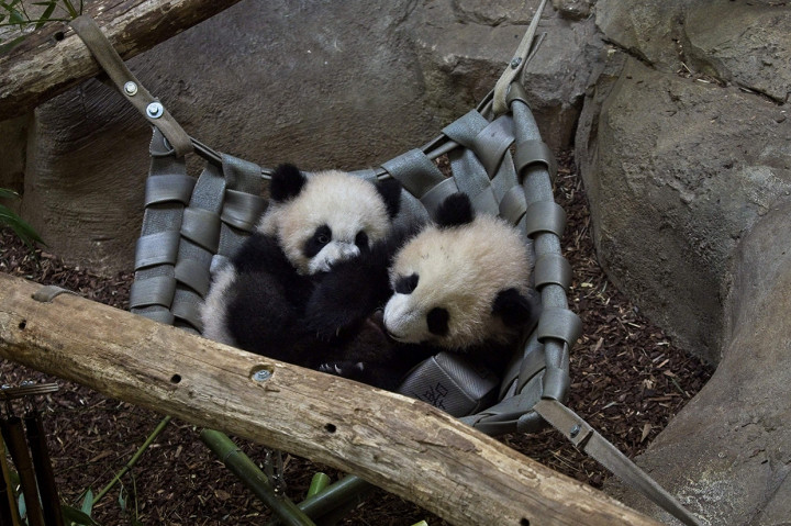 Anak panda Yuandudu dan Huanlili lahir pada 1 Agustus 2021 berada di taman zoologi Beauval di Saint-Aignan, Prancis tengah, 14 Maret 2022.