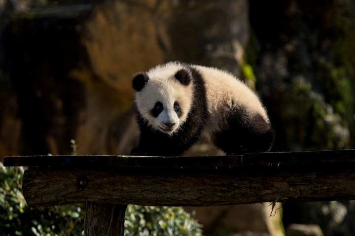 Anak panda Yaundudu untuk pertama kalinya menjelajahi kandang eksternalnya di kandang internal mereka di taman zoologi Beauval di Saint-Aignan, Prancis tengah, 14 Maret 2022.