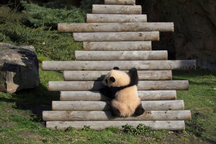 Anak panda Huanlili memanjat tangga kayu saat ia menjelajahi kandang eksternalnya di kandang internal mereka di taman zoologi Beauval di Saint-Aignan, Prancis tengah, 14 Maret 2022.