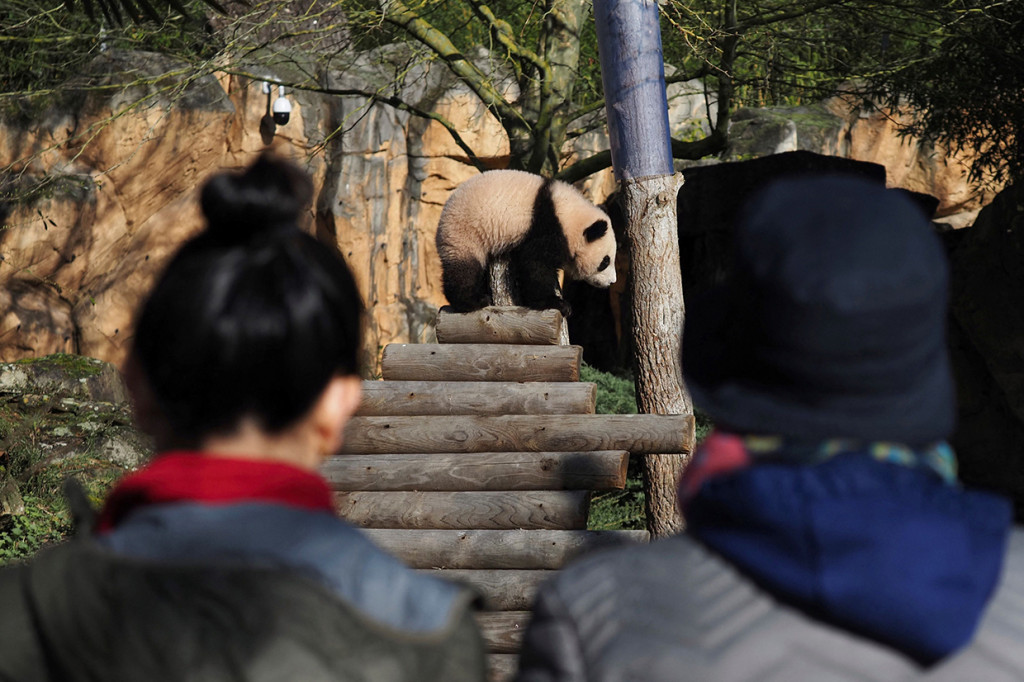 Pengunjung melihat anak panda Huanlili saat ia menjelajahi kandang eksternalnya di kandang internal mereka di taman zoologi Beauval di Saint-Aignan, Prancis tengah, 14 Maret 2022. 
