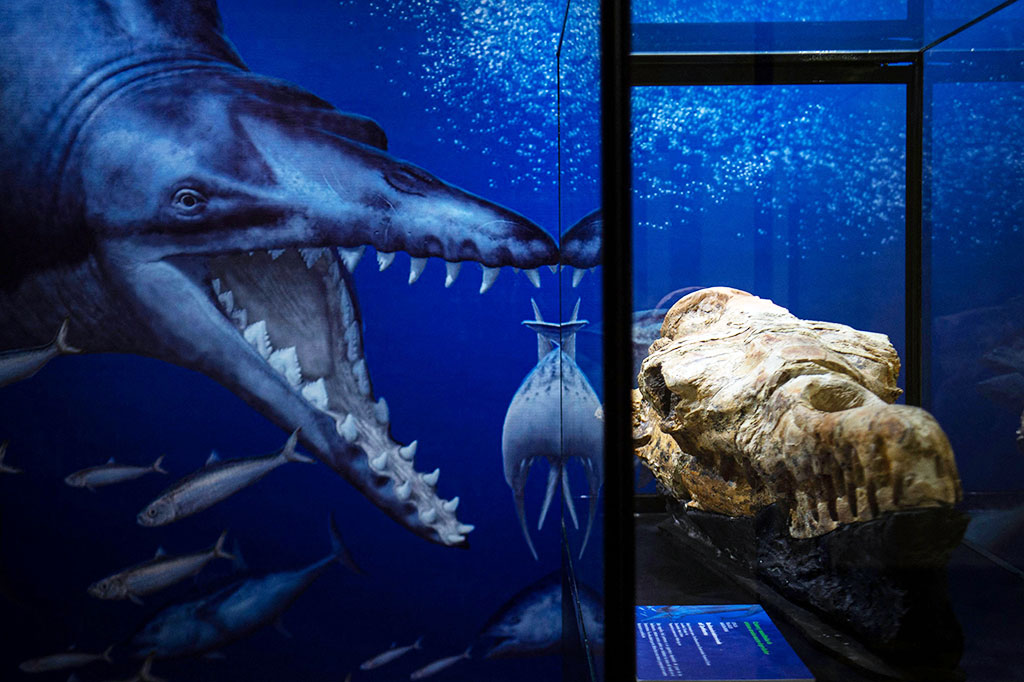 Sisa-sisa fosil tengkorak Basilosaurus yang ditemukan di Ocucaje, Peru, dipajang oleh ahli paleontologi di sebuah museum di Lima, pada Kamis, 17 Maret 2022 waktu setempat. 