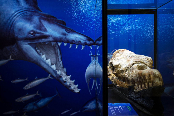 Sisa-sisa fosil tengkorak Basilosaurus yang ditemukan di Ocucaje, Peru, dipajang oleh ahli paleontologi di sebuah museum di Lima, pada Kamis, 17 Maret 2022 waktu setempat. 