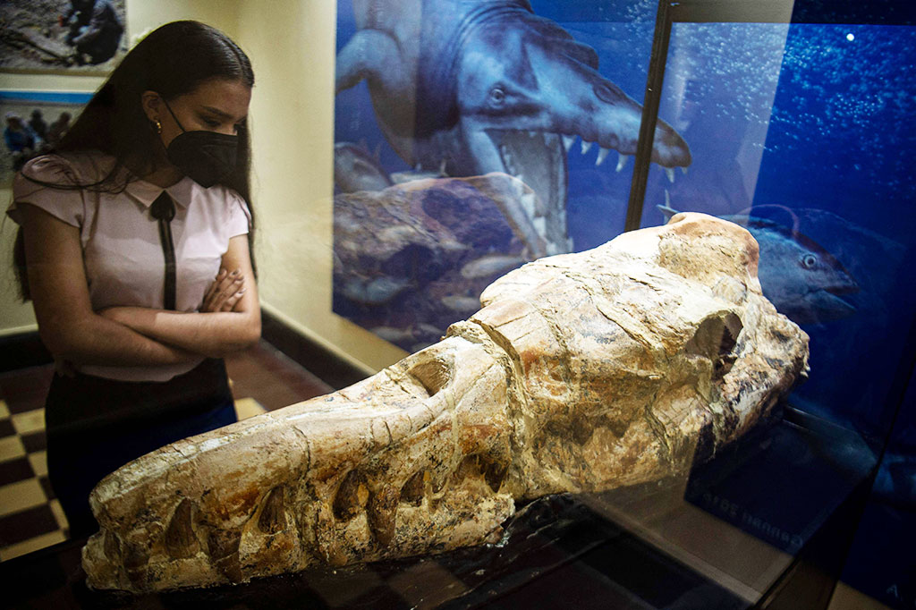 Ahli paleontologi pada hari Kamis, 17 Maret 2022 waktu setempat, mengungkap sisa-sisa fosil paus purba yang menghuni laut 36 juta tahun yang lalu, ditemukan tahun lalu di gurun Peru.