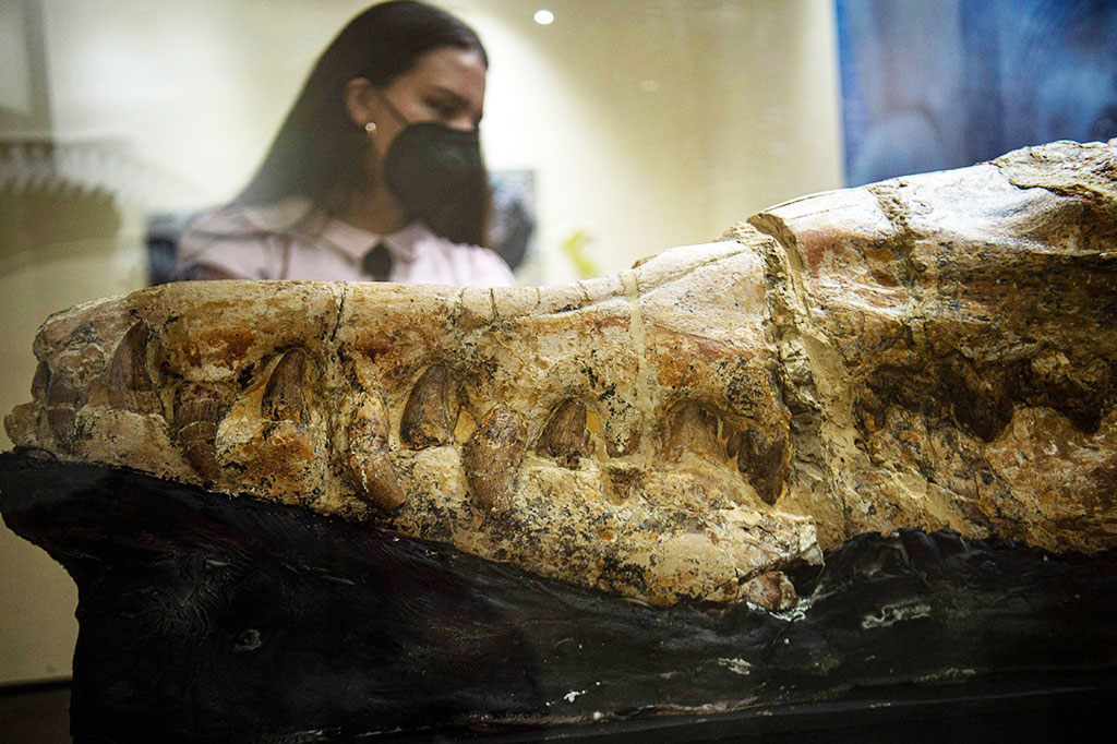 'Ocucaje Predator', demikian para peneliti menyebutnya, memiliki panjang sekitar 17 meter (55 kaki) dan menggunakan giginya yang besar dan kuat untuk memakan tuna, hiu, dan kumpulan sarden.