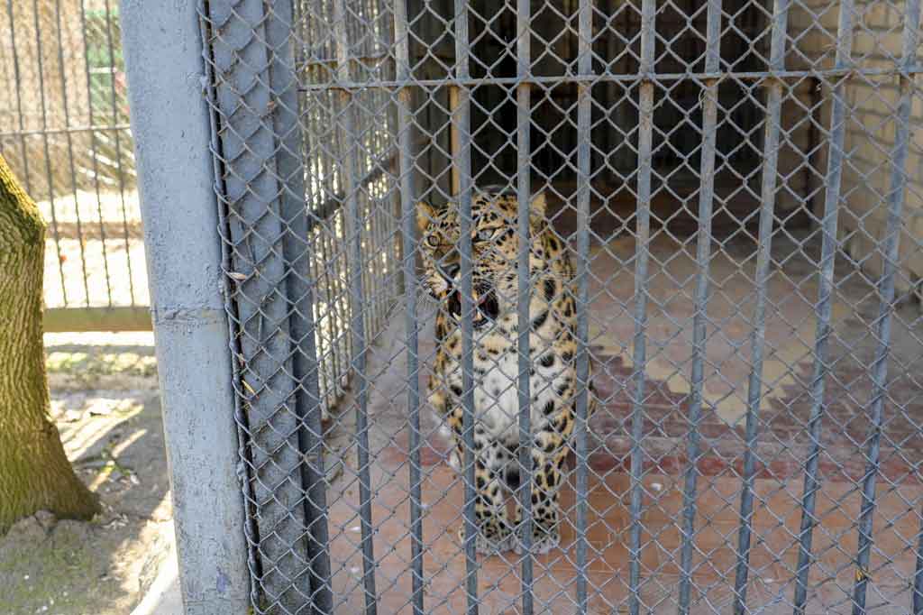 Saat sirene serangan udara meraung melintasi kota, seekor macan tutul berlari dengan gugup ke jeruji kandangnya. 