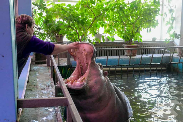 Menurut direktur kebun binatang Topchyi, dari sekitar 400 spesies yang ada di kebun binatang, hampir setengahnya termasuk dalam daftar merah internasional spesies terancam. 