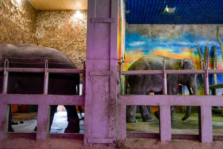 Topchyi mengesampingkan meninggalkan hewan, dan memuji kerja sekitar 100 anggota staf yang terus mengurus mereka, bahkan tidur di kebun binatang untuk mengurangi jumlah perjalanan berbahaya di seluruh kota.