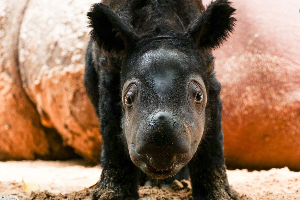 Tingkah lucu bayi badak berjenis kelamin betina yang baru lahir di Suaka Rhino Sumatera, Taman Nasional Way Kambas (SRS TNWK), Way Kambas, Lampung Timur, Lampung.