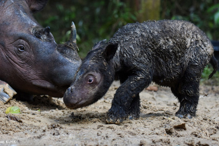 Bayi badak sumatera bersama induknya Rosa di Suaka Rhino Sumatera, Taman Nasional Way Kambas (SRS TNWK), Way Kambas, Lampung Timur, Lampung.