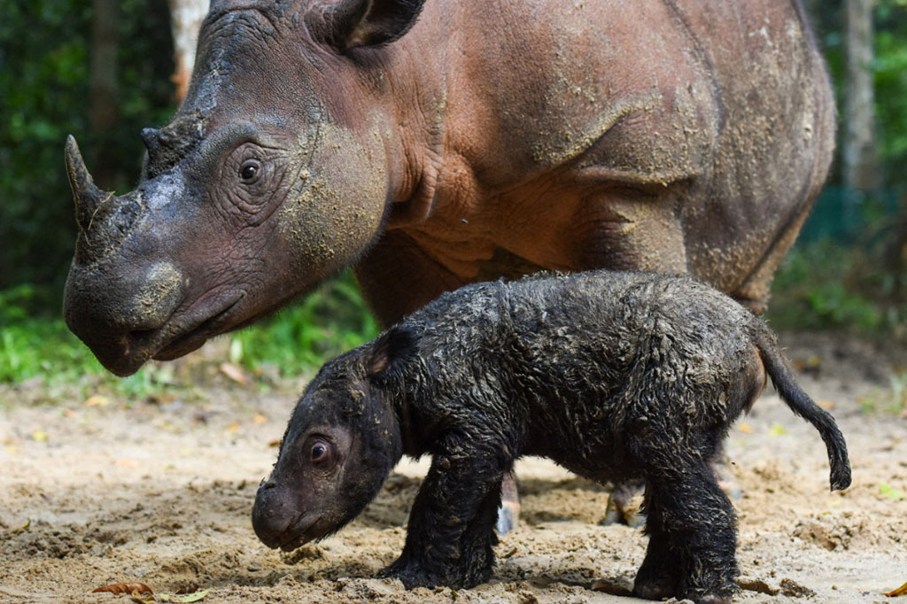 Bayi badak Sumatera tersebut lahir dari hasil perkawinan badak jantan bernama Andatu dan badak betina bernama Rosa pada Kamis, 24 Maret 2022 pukul 11.44 WIB di Suaka Rhino Sumatera Taman Nasional Way Kambas, Lampung.