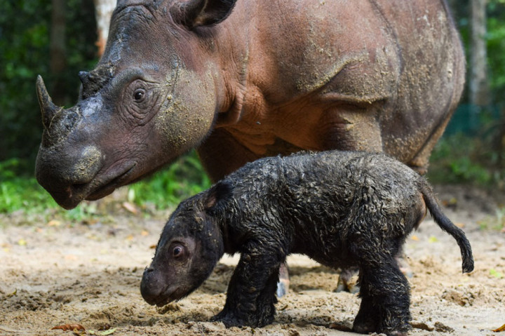 Bayi badak Sumatera tersebut lahir dari hasil perkawinan badak jantan bernama Andatu dan badak betina bernama Rosa pada Kamis, 24 Maret 2022 pukul 11.44 WIB di Suaka Rhino Sumatera Taman Nasional Way Kambas, Lampung.
