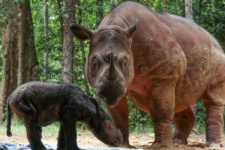 Kelahiran anak Rosa ini menambah jumlah badak yang berada di SRS TNWK menjadi delapan ekor. Selain Rosa dan anaknya, badak lain yang saat ini menempati SRS TNWK adalah Bina (betina), Ratu (betina), Andalas (jantan), Harapan (jantan), Andatu (jantan), dan Delilah (betina).