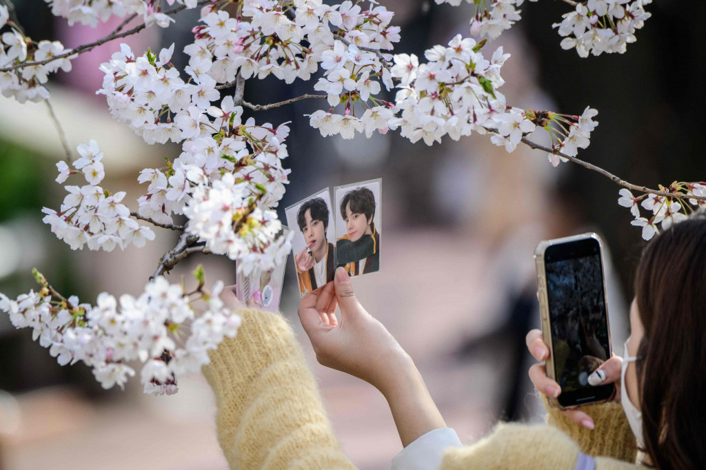 Meski bunga sakura sering diidentikan dengan Jepang, namun Korea juga memiliki pohon-pohon sakura yang tak kalah indahnya. Tak heran, kebiasaan melihat bunga sakura juga dilakukan masyarakat Korea saat musim semi tiba.