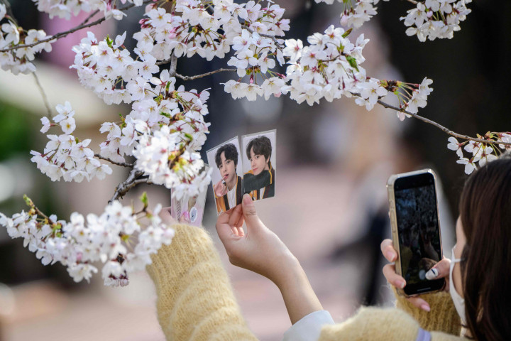 Meski bunga sakura sering diidentikan dengan Jepang, namun Korea juga memiliki pohon-pohon sakura yang tak kalah indahnya. Tak heran, kebiasaan melihat bunga sakura juga dilakukan masyarakat Korea saat musim semi tiba.