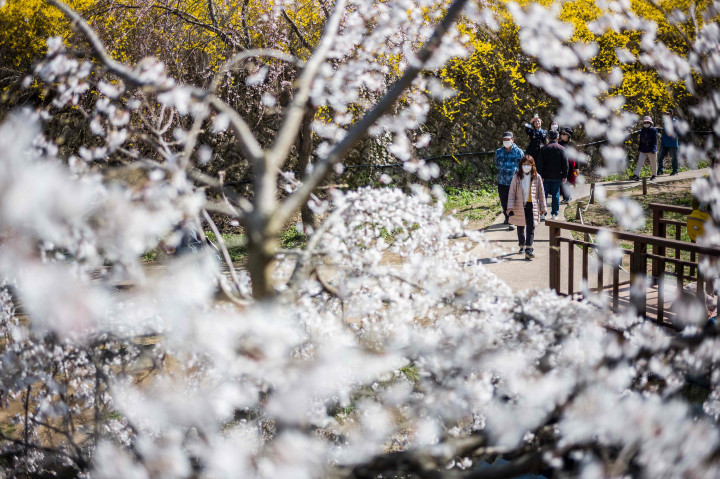Pemandangan bunga sakura juga ada di tempat lainnya seperti di Menara Namsan dan Istana Gyeongbokgung yang juga membudidayakan pohon sakura.