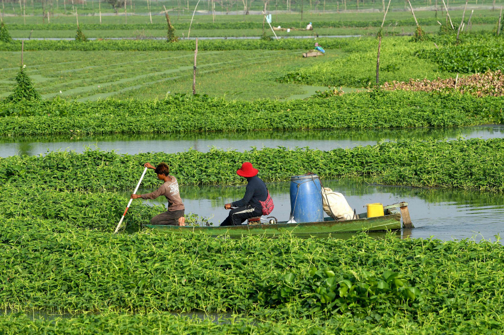 Para petani menggunakan perahu memanen mimosa air di sebuah perkebunan di Phnom Penh, Kamboja, Kamis, 28 April 2022.