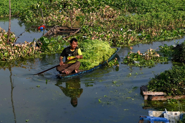 Para petani menggunakan perahu memanen mimosa air di sebuah perkebunan di Phnom Penh, Kamboja, Kamis, 28 April 2022. Mimosa air adalah hidangan sayuran yang populer di Kamboja.