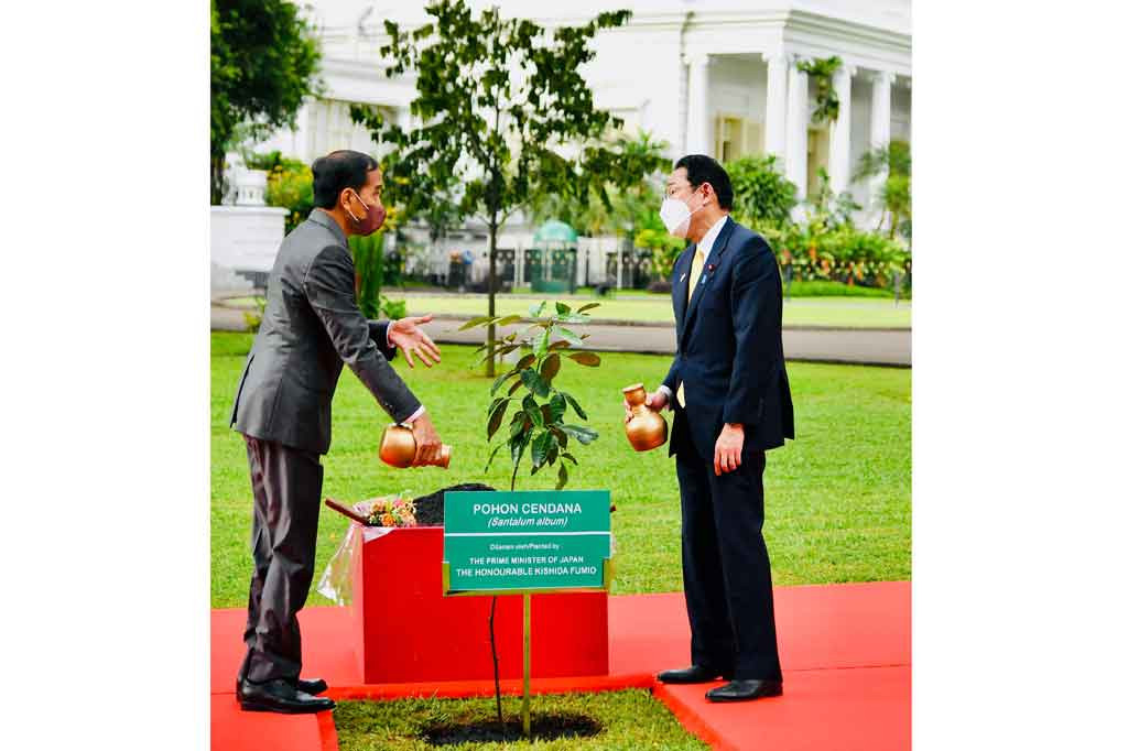 Rangkaian acara kemudian dilanjutkan dengan penanaman bersama pohon Cendana atau Santalum album oleh Presiden Jokowi dan PM Kishida.