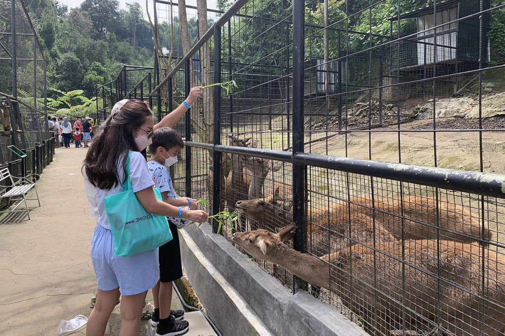 Berdiri sejak 2019 dengan luas lahan 25 hektar, Lembang Park  & Zoo memiliki total 203 spesies dan 694 spesimen satwa, lengkap dari berbagai jenis herbivora, karnivora, dan omnivora. 

