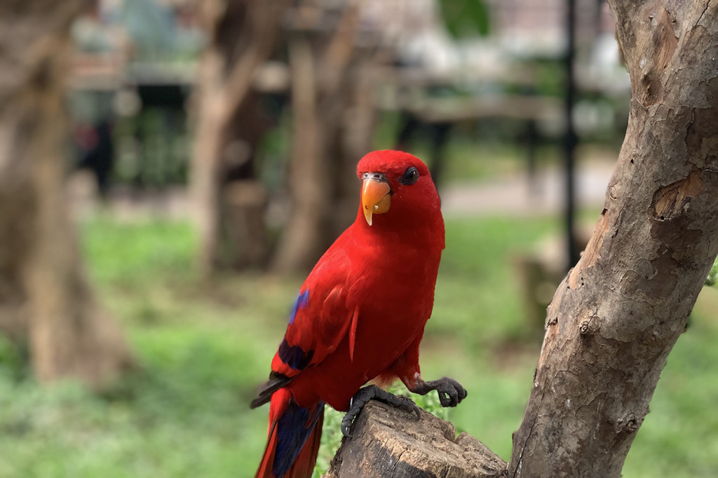 Jam buka Lembang Park & Zoo 2022 adalah Senin-Kamis (weekday) adalah pukul 09.00 WIB hingga 17.00 WIB. Sementara pada akhir pekan (weekend) dan libur panjang (long weekend), Lembang Park & Zoo buka mulai pukul 08.00 WIB sampai pukul 18.00 WIB.  