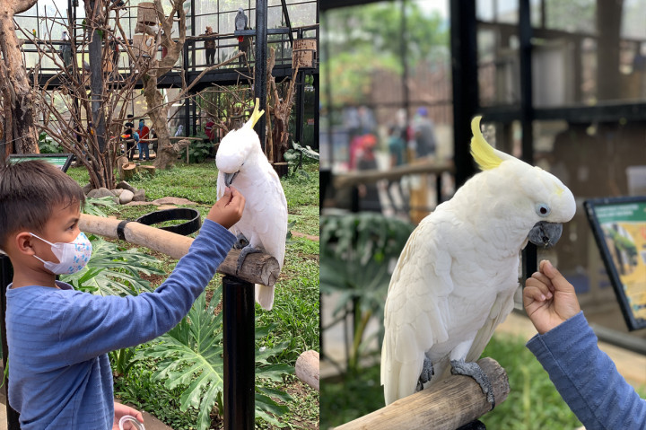 Sementara, ada total 11 wahana satwa yang memberikan kita kesempatan untuk melakukan interaksi langsung dan memberi makan satwa.