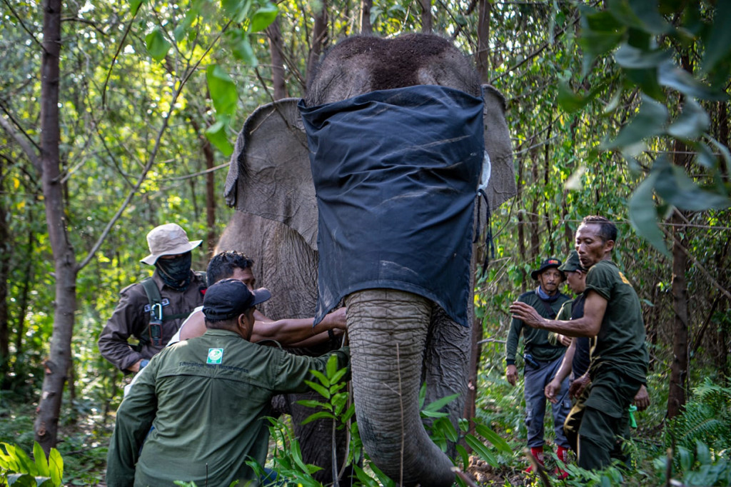 Saat ini, kelompok tersebut terpantau berada di koridor gajah sumatera Distrik Simpang Heran PT BAP. Di areal ini memang sudah menjadi jalur gajah (home range), tanpa pernah ada permasalahan baik dengan masyarakat maupun lingkungan di dalamnya.