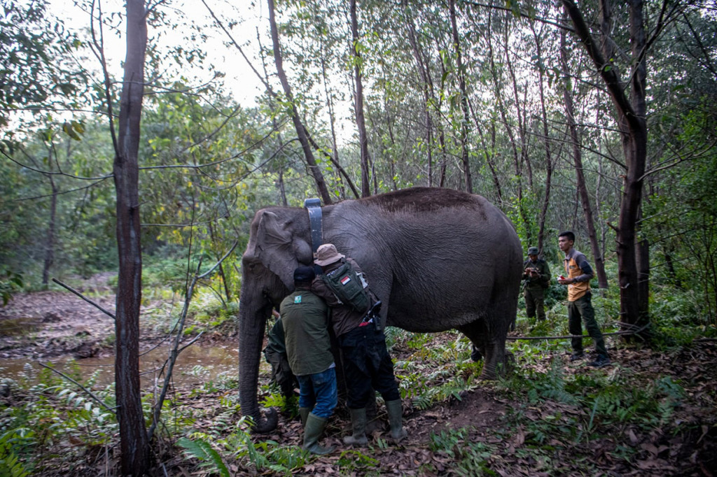 Sebagai upaya memonitoring gajah sumatera (Elephas maximus sumatranus) di Kantong Habitat Sugihan-Simpang Heran, Kabupaten Ogan Komering Ilir (OKI), Balai Konservasi Sumber Daya Alam Sumatra Selatan (BKSDA Sumsel) mengambil langkah tepat. 