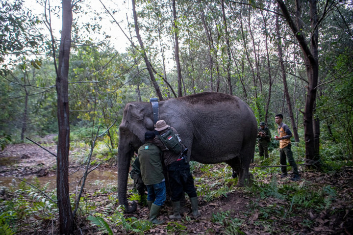 Sebagai upaya memonitoring gajah sumatera (Elephas maximus sumatranus) di Kantong Habitat Sugihan-Simpang Heran, Kabupaten Ogan Komering Ilir (OKI), Balai Konservasi Sumber Daya Alam Sumatra Selatan (BKSDA Sumsel) mengambil langkah tepat. 