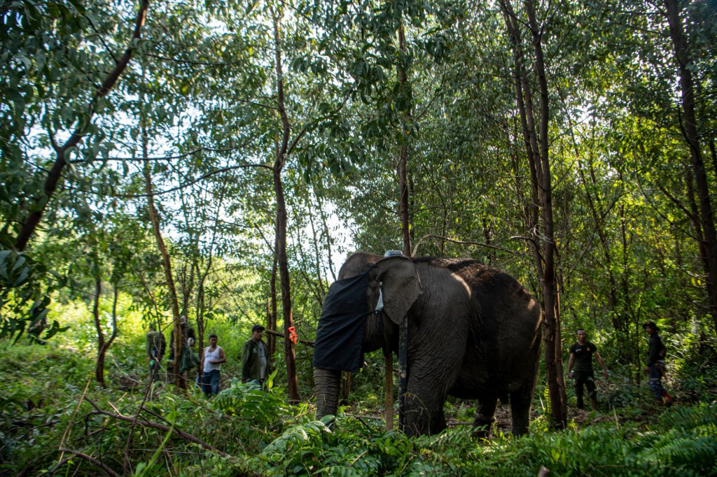 Bersama para pihak melaksanakan pemasangan GPS Collar pada dua kelompok gajah liar.