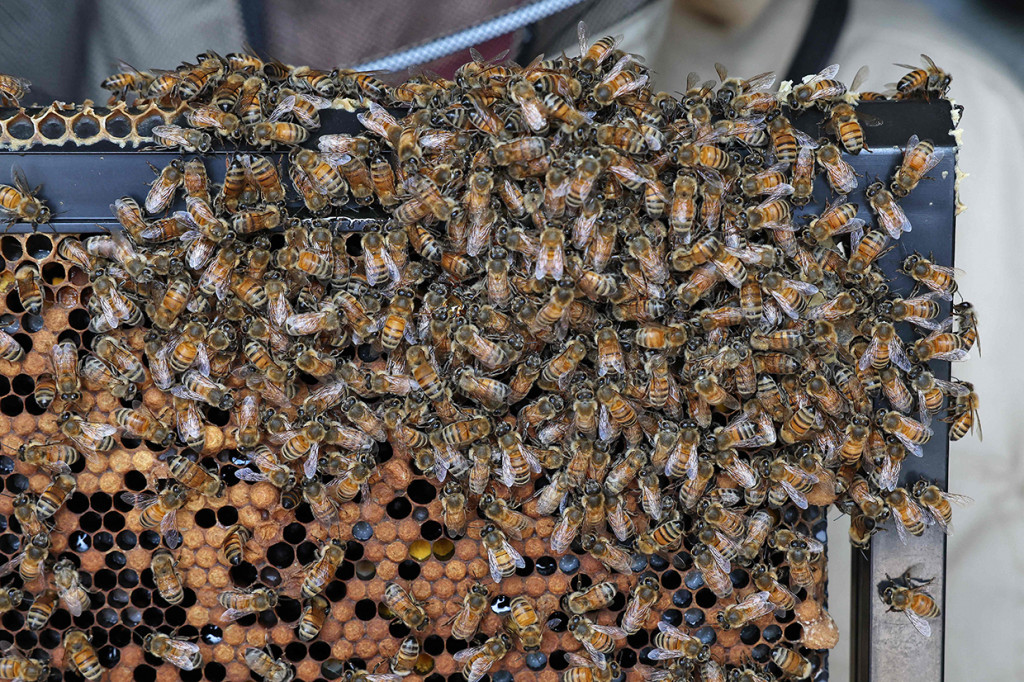 Beewise mengatakan bahwa teknologi pertaniannya telah menyelamatkan 160 juta lebah pada tahun lalu.