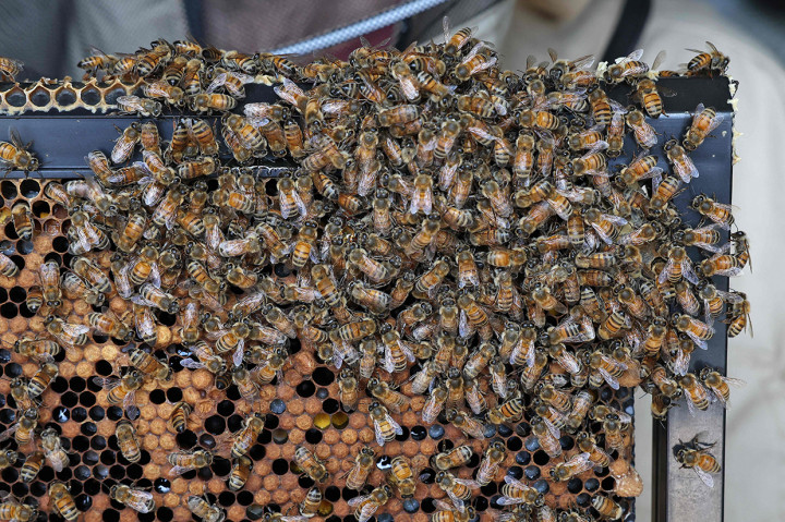 Beewise mengatakan bahwa teknologi pertaniannya telah menyelamatkan 160 juta lebah pada tahun lalu.