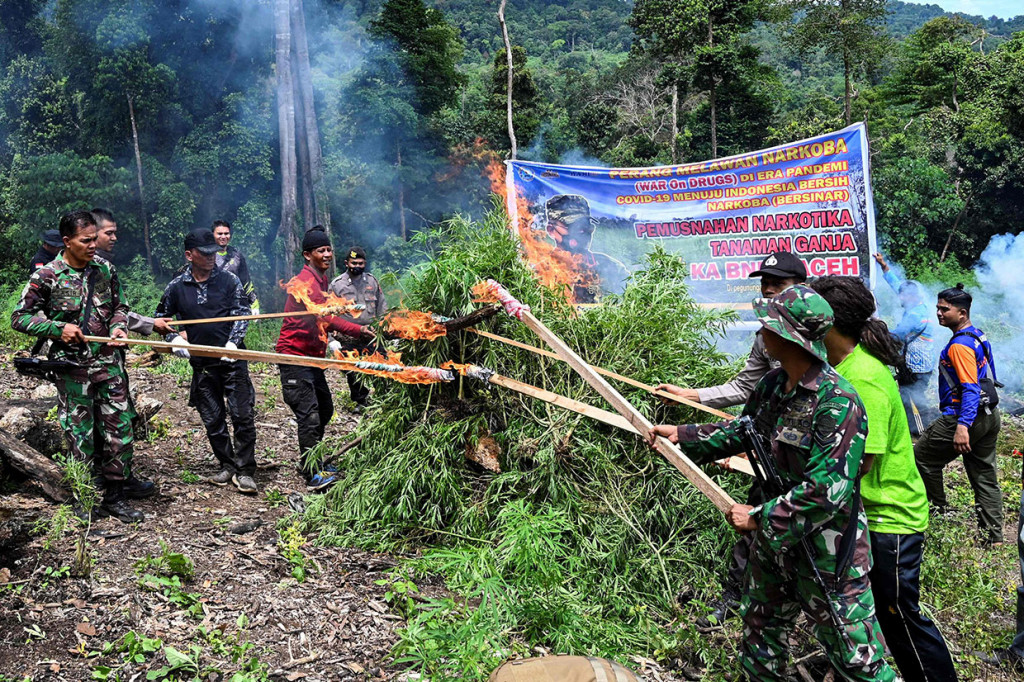 Petugas Badan Narkotika Nasional (BNN) Provinsi Aceh, prajurit TNI, dan anggota Polri memusnahkan tanaman ganja dengan cara dibakar di lereng Gunung Seulawah, kawasan Lamteuba, Kecamatan Seulimum, Kabupaten Aceh Besar, Aceh, Rabu, 18 Mei 2022.