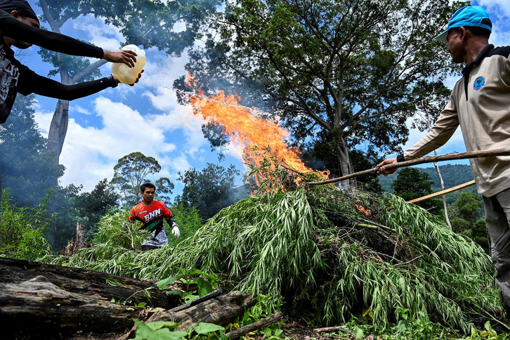 Ribuan batang ganja yang dimusnahkan tersebut ditanam pada lahan seluas 3,5 hektare. Ladang ganja tersebut berada di lereng Gunung Seulawah, kawasan Lamteuba, Kabupaten Aceh Besar.