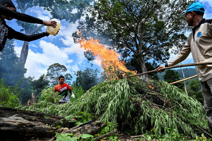 Ribuan batang ganja yang dimusnahkan tersebut ditanam pada lahan seluas 3,5 hektare. Ladang ganja tersebut berada di lereng Gunung Seulawah, kawasan Lamteuba, Kabupaten Aceh Besar.