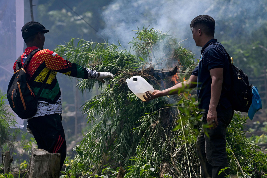 Kepala BNN Provinsi Aceh Brigjen Pol Heru Pranoto diwakili Kepala Bidang Pemberantasan Kombes Pol Mirwazi mengatakan, tanaman ganja yang dimusnahkan tersebut diperkirakan berusia dua hingga tiga bulan dengan ketinggian berkisar 1,5 meter hingga dua meter.