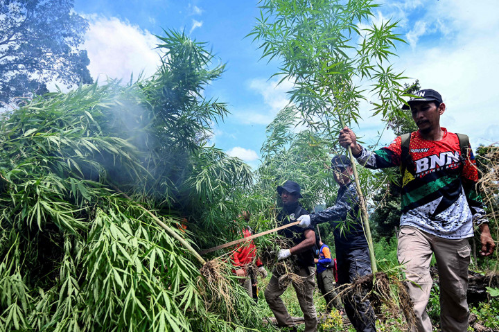 Menurut Kombes Pol Mirwazi, BNN, baik pusat maupun Provinsi Aceh serta kepolisian berulang kali memusnahkan ladang-ladang ganja di kawasan Lamteuba, di antaranya di lereng Gunung Seulawah.