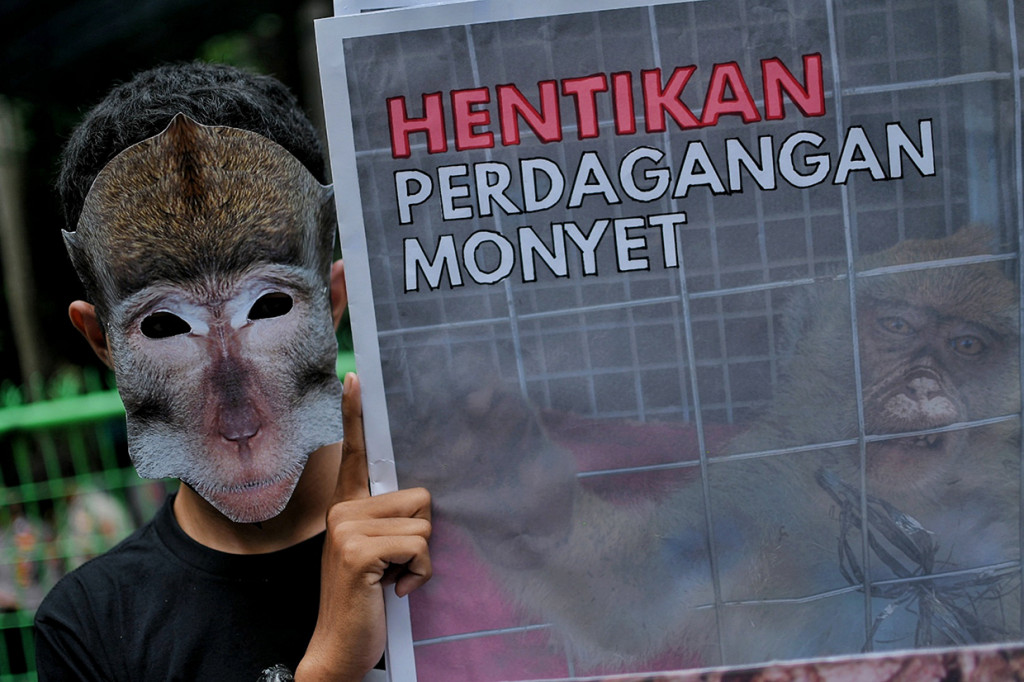 Koalisi Monyet Ekor Panjang (Gabungan Animal Friends Jogja dan Aksi Peduli Monyet) menggelar aksi di depan Kementerian Lingkungan Hidup dan Kehutanan (KLHK), Jakarta, Senin, 23 Mei 2022.