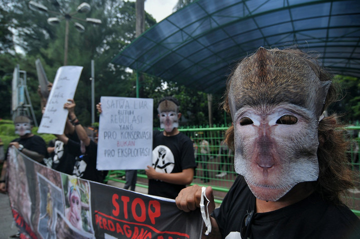 Meski jumlah total perdagangan tersebut tidak diketahui, tetapi masyarakat dapat dengan mudah menemukan bayi-bayi monyet yang dijual secara bebas di pasar hewan.