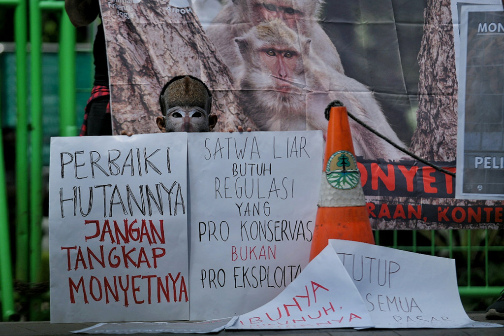 Terkait masalah tersebut mereka mendesak Menteri LHK Siti Nurbaya Bakar untuk segera menindaklanjuti praktik perdagangan monyet di Indonesia.