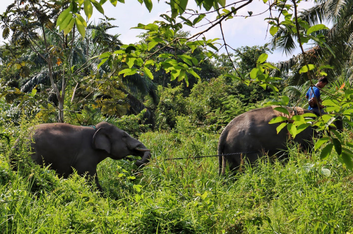 Ada beberapa alasan gajah dievakuasi ke luar provinsi. Salah satunya karena habitat tersebut minim gajah jantan dan populasinya mulai berkurang.