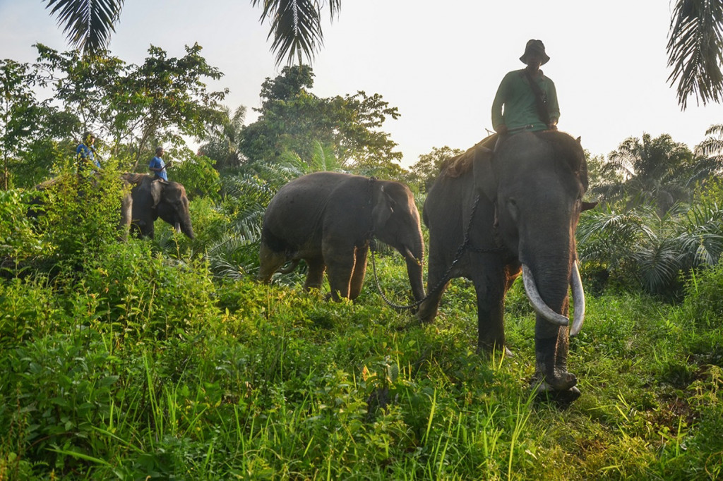 Dua ekor Gajah Sumatera (Elephas maximus sumatrensis) di Riau direlokasi keluar provinsi. Relokasi dilakukan untuk keberlangsungan gajah supaya tetap terjaga setelah keluar dari kelompoknya.
