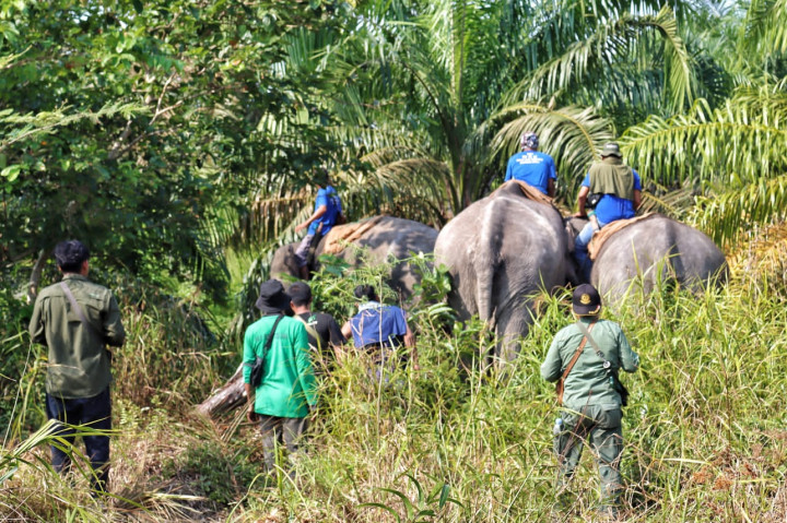 Gajah dispersal (keluar dari kelompoknya untuk cari wilayah jelajah baru) direlokasi dari habitat aslinya di Indragiri Hulu, Senin, 23 Mei 2022. Gajah dispersal itu telah terpisah dari kelompok aslinya sejak tiga bulan lalu.