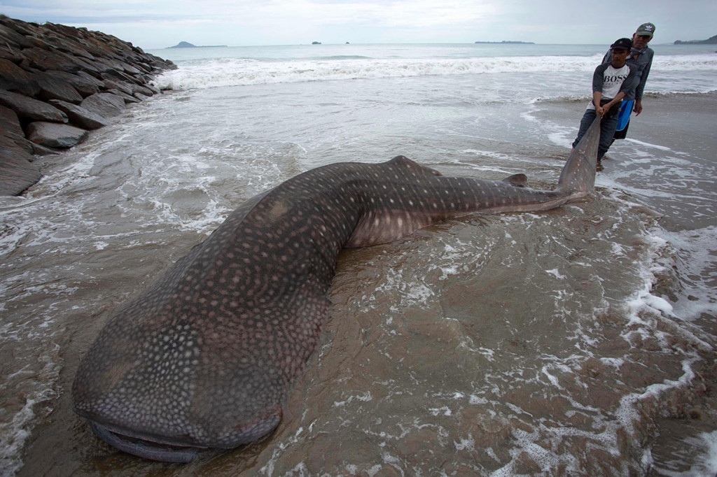 Seekor hiu paus (Rhincodon typus) yang terancam punah ditemukan mati terdampar di pantai Kincie Salido, Desa/Nagari Salido, Kecamatan IV Jurai, Pesisir Selatan, Sumatera Barat pada Rabu, 25 Mei 2022.