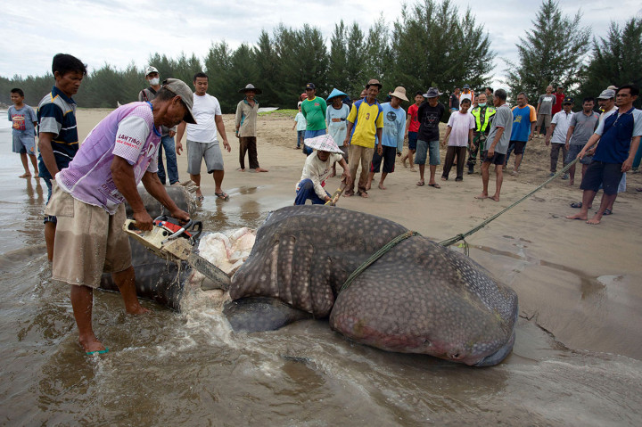 Karena berat dan sulitnya memindahkan bangkai hiu paus tersebut, warga kemudian memotong-motong badannya sebelum dikuburkan di pinggir pantai. 