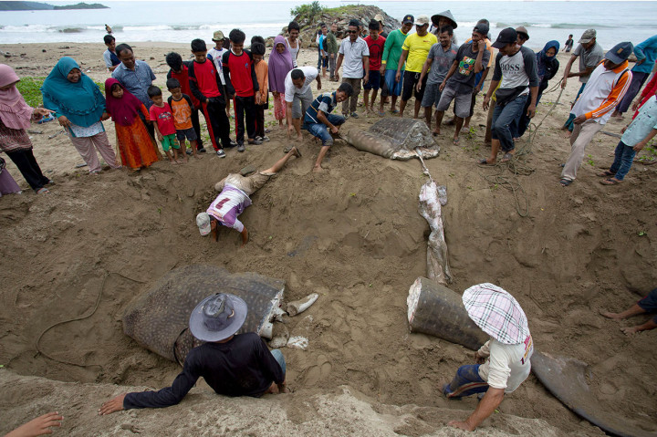 Hiu paus tersebut awalnya ditemukan warga pada Selasa, 24 Mei 2022 pagi karena terbawa pukat nelayan. 