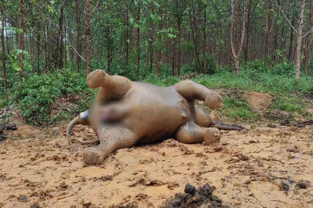 Tim medis mengambil sampel hati, dinding usus, paru, dan kotoran gajah tersebut untuk dilakukan uji laboratorium. Selanjutnya, dengan bantuan alat berat konsesi perusahaan, tim gabungan lalu menguburkan bangkai gajah di lokasi.