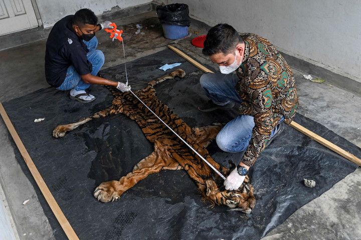Petugas Balai Konservasi Sumber Daya Alam (BKSDA) Aceh mengukur barang bukti kulit harimau sumatera (Panthera tigris sumatrae) hasil sitaan di kantor Balai Pengamanan dan Penegakan Hukum Lingkungan Hidup dan Kehutanan Wilayah Sumatera Seksi Wilayah 1 Medan, Pos Gakkum Provinsi Aceh, Banda Aceh, Aceh, Jumat, 27 Mei 2022.