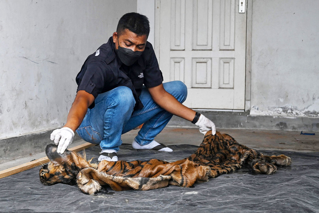 Barang bukti kulit harimau tersebut merupakan hasil sitaan petugas Balai Gakkum KLHK bersama Kepolisian Polda Aceh saat operasi peredaran Tumbuhan dan Satwa Liar (TSL) di SPBU Pondok Baru, Kecamatan Bandar, Kabupaten Bener Meriah pada Selasa, 24 Mei 2022 lalu.